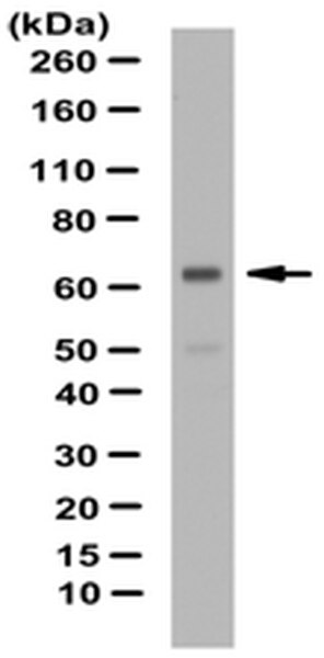 Anti-Zscan4 Antibody | AB4340